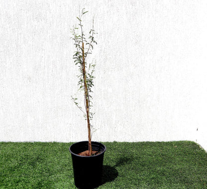 Ghaf Tree "Prosopis Cineraria" شجرة الغاف - Greensouq - 