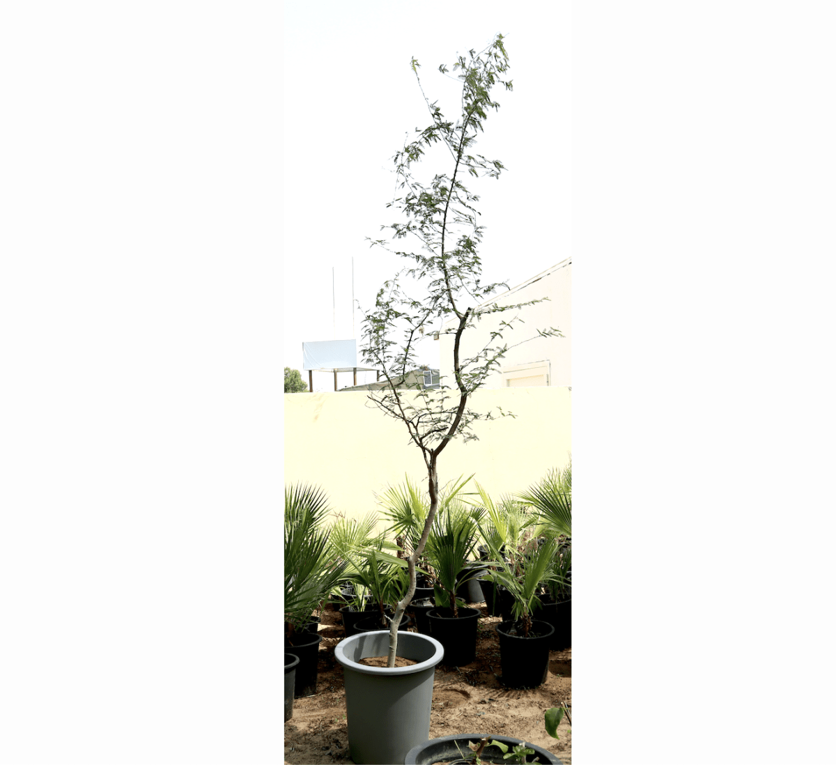 Ghaf Tree "Prosopis Cineraria" شجرة الغاف - Greensouq - 