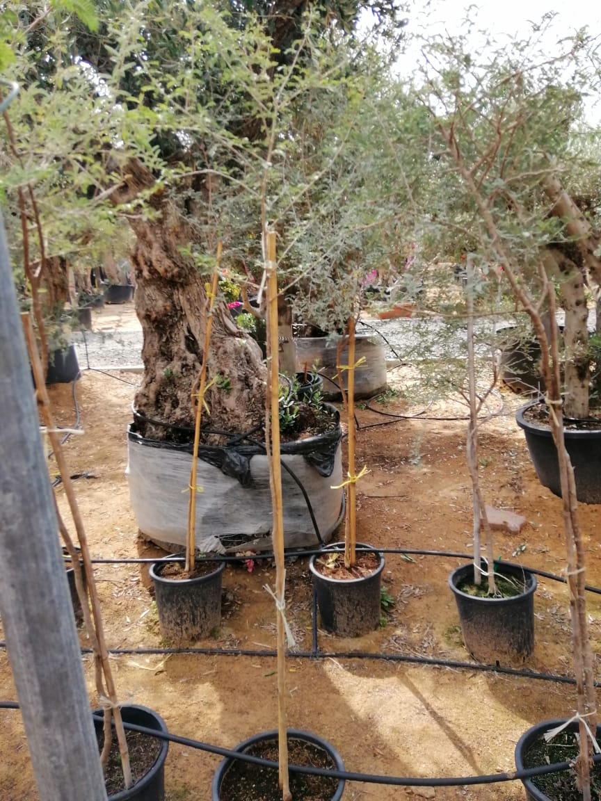 Ghaf Tree "Prosopis Cineraria" شجرة الغاف - Greensouq - 