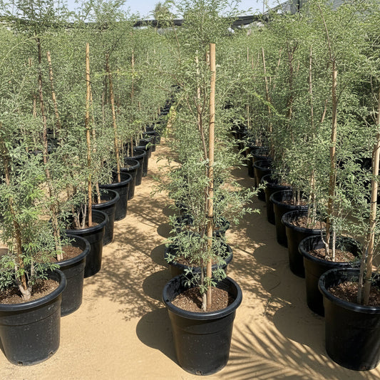 Ghaf Tree "Prosopis Cineraria" شجرة الغاف - Greensouq - 