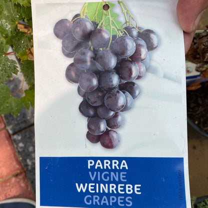 Grapes Vine Branched الشجرالعنب فاين - Greensouq - 