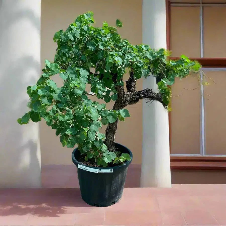 Grapes Vine Branched الشجرالعنب فاين - Greensouq - 