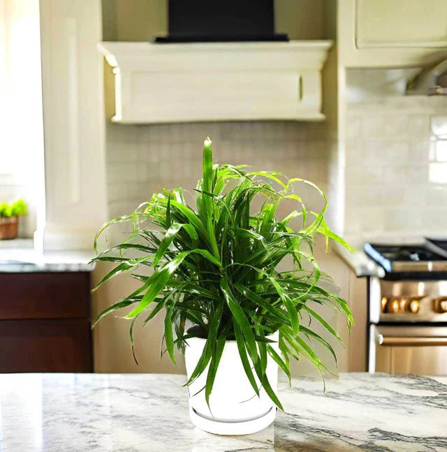 Green Dracaena Sanderiana | Sanderiana Green 25 - 30cm - Greensouq - 