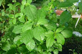 Agrimax Green Mallow Seeds - Greensouq -