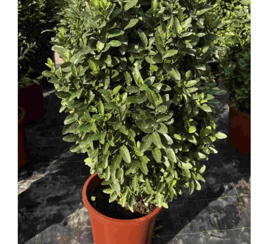 Green Rocket "Euonymus Japonica Albomarginatus" 0.6 - 0.8m - Greensouq - 