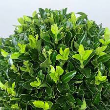 Green Rocket "Euonymus Japonica Albomarginatus" 0.6 - 0.8m - Greensouq - 