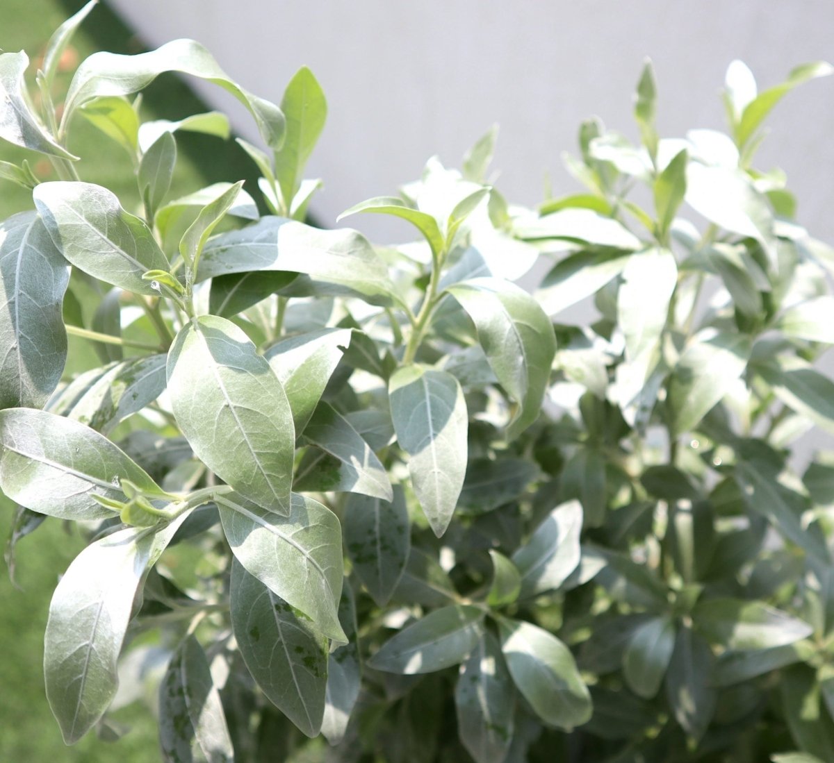 GRP Planter of 3 Conocarpus erectus Sericeus "Silver Damas" 1.0 - 1.2m - Greensouq - 