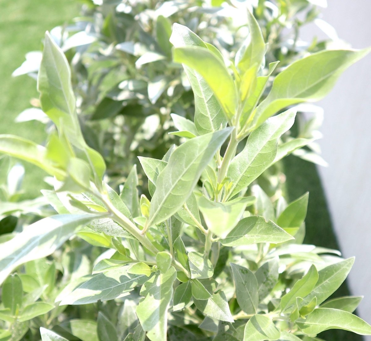 GRP Planter of 3 Conocarpus erectus Sericeus "Silver Damas" 1.0 - 1.2m - Greensouq - 