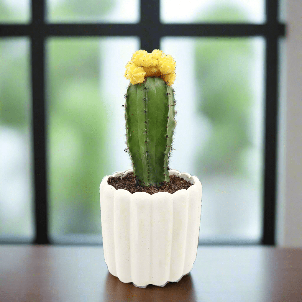 Gymnocalycium mix 15 - 20cm - Greensouq - 