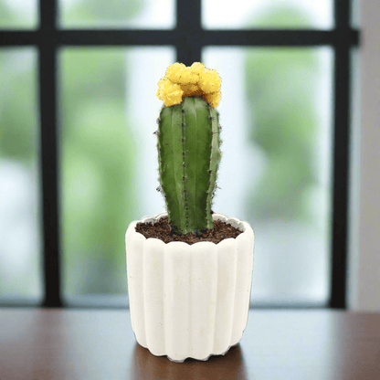 Gymnocalycium mix 15 - 20cm - Greensouq - 