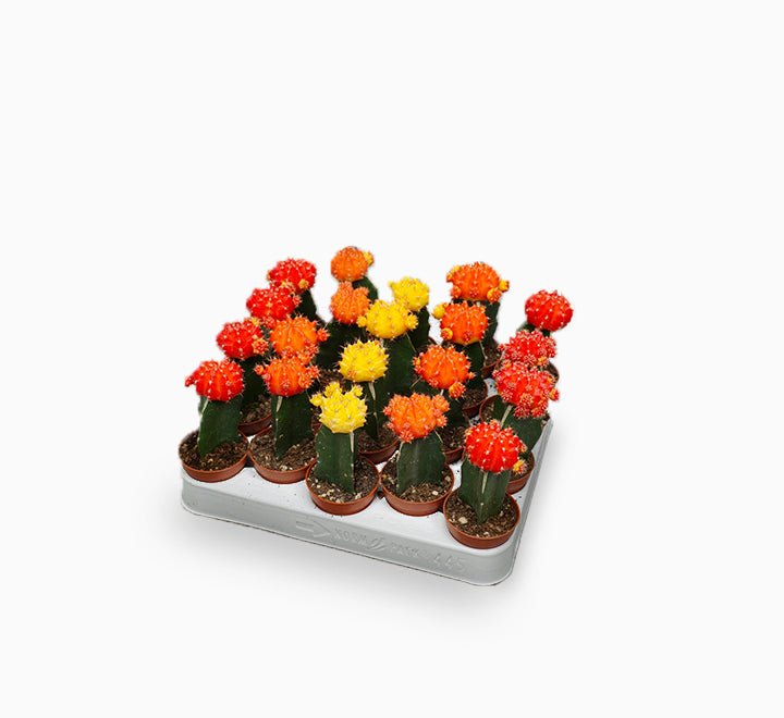 Gymnocalycium mix 15 - 20cm - Greensouq - 