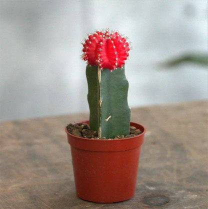 Gymnocalycium mix 15 - 20cm - Greensouq - 