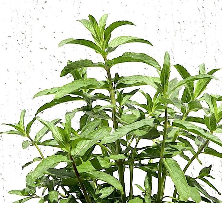 Habak Desert Mint "Mentha longifolia" Vegetable Herb Plant 6ltr Pot - Greensouq - 