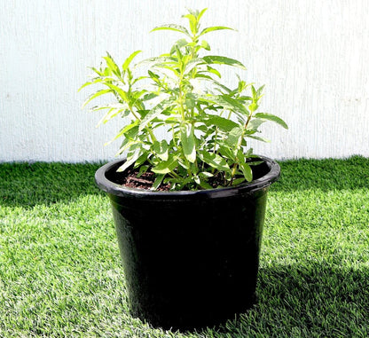 Habak Desert Mint "Mentha longifolia" Vegetable Herb Plant 6ltr Pot - Greensouq - 