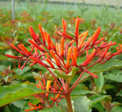 Hamelia patens "Fire Bush" 50 - 70cm Height - Greensouq - 