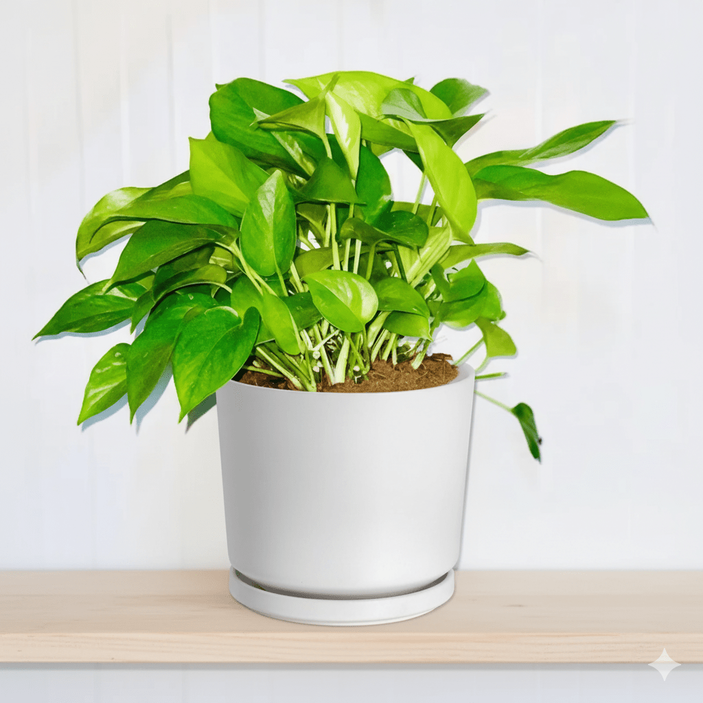 Hanging Pothos Money Plant "Epipremnum Aureum" - Greensouq -