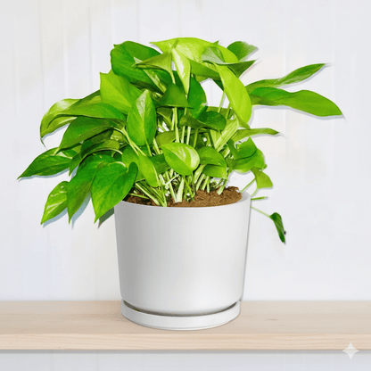 Hanging Pothos Money Plant "Epipremnum Aureum" - Greensouq -