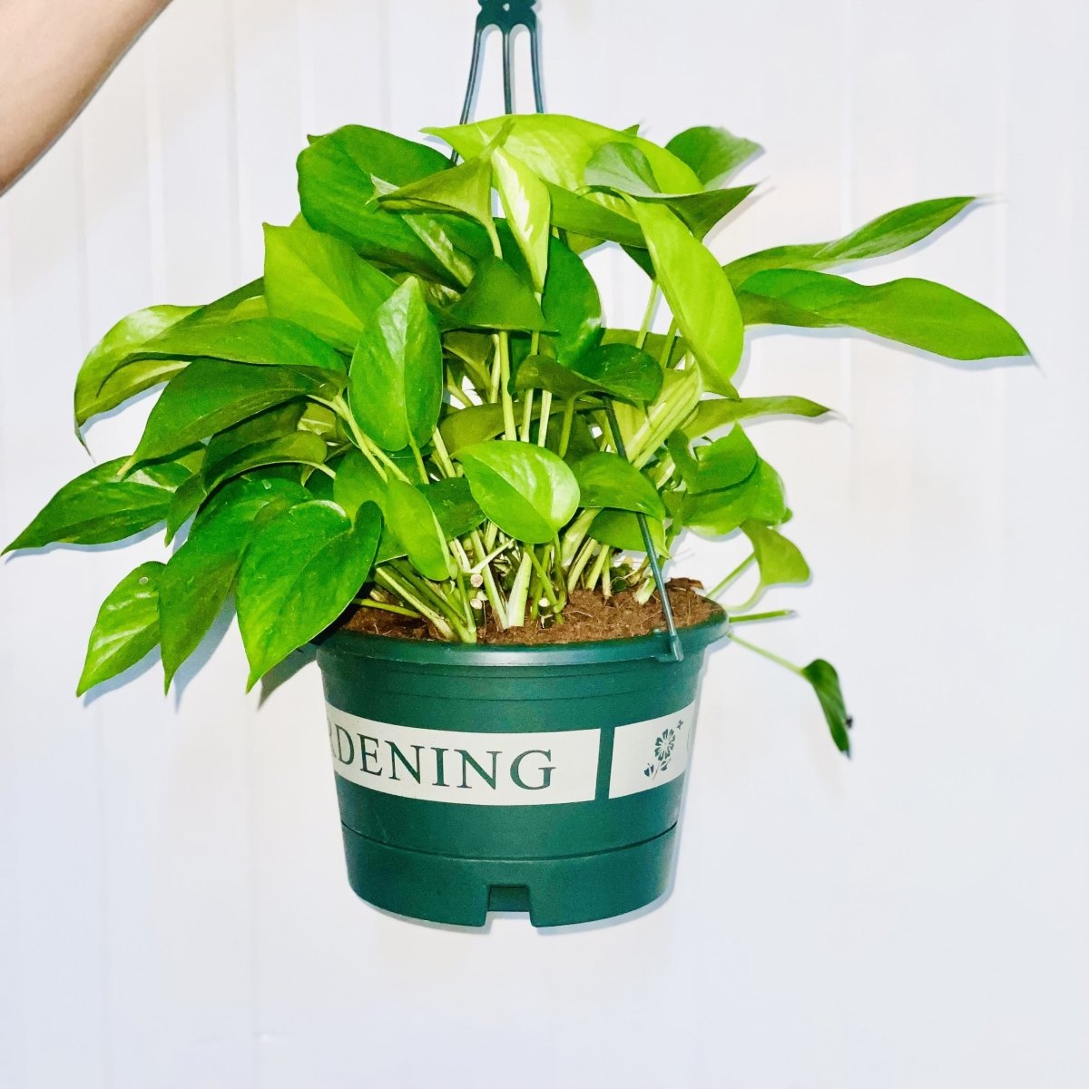 Hanging Pothos Money Plant "Epipremnum Aureum" - Greensouq -