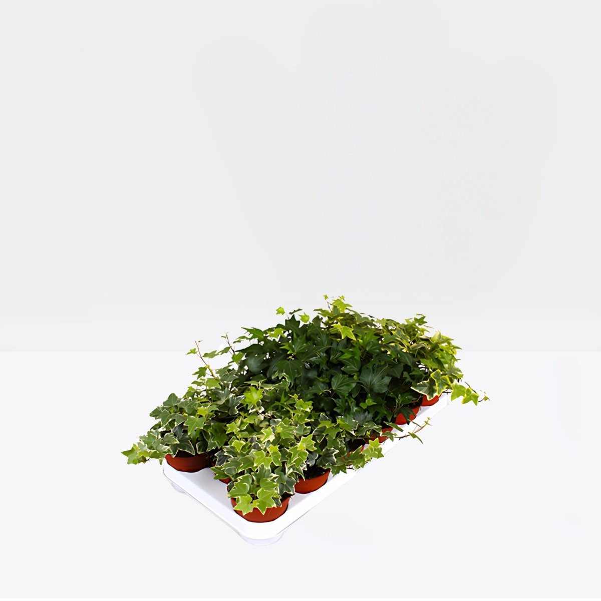 Hedera helix or English Ivy "Mixed Per Plant" 10 - 15cm - Greensouq - 