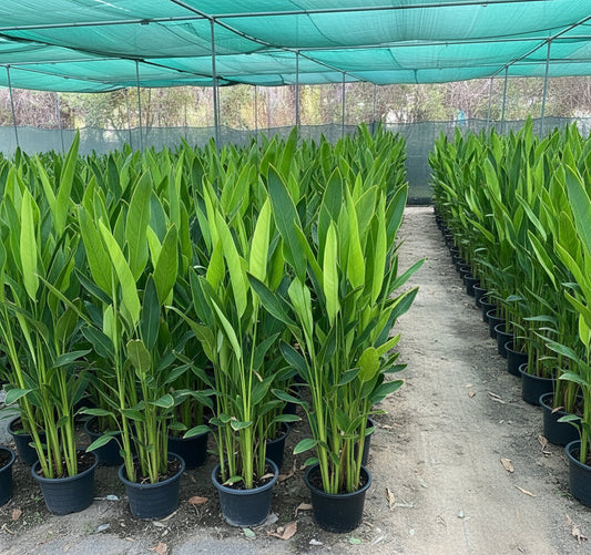 Heliconia Psittacorum "Parrot's beak / Parakeet flower" water plant - Greensouq - 