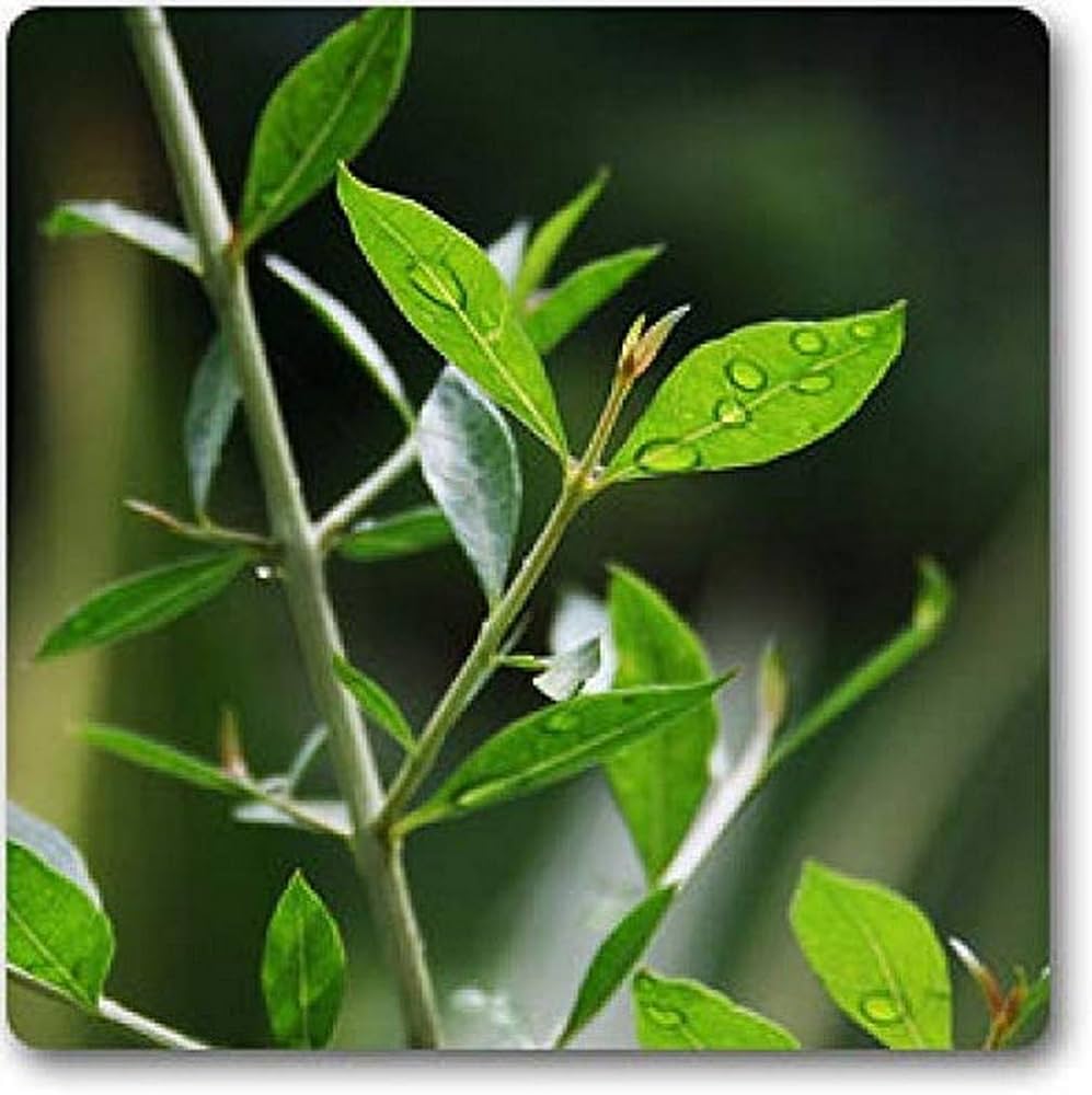 Henna Plant "Lawsonia Inermis" Mehendi Plant 0.8 to 1.0 m - Greensouq -