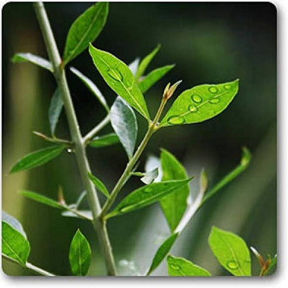 Henna Plant "Lawsonia Inermis" Mehendi Plant 0.8 to 1.0 m - Greensouq -