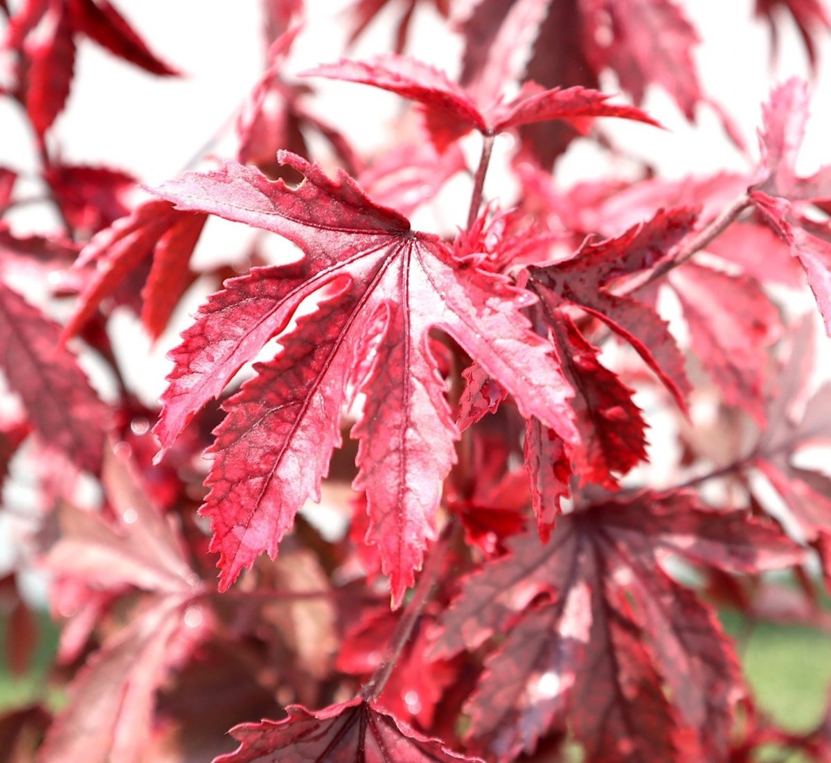 Cranberry Hibiscus acetosella | Red Leaved Hibiscus 0.4 - 0.5m - Greensouq -