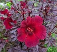 Cranberry Hibiscus acetosella | Red Leaved Hibiscus 0.4 - 0.5m - Greensouq -
