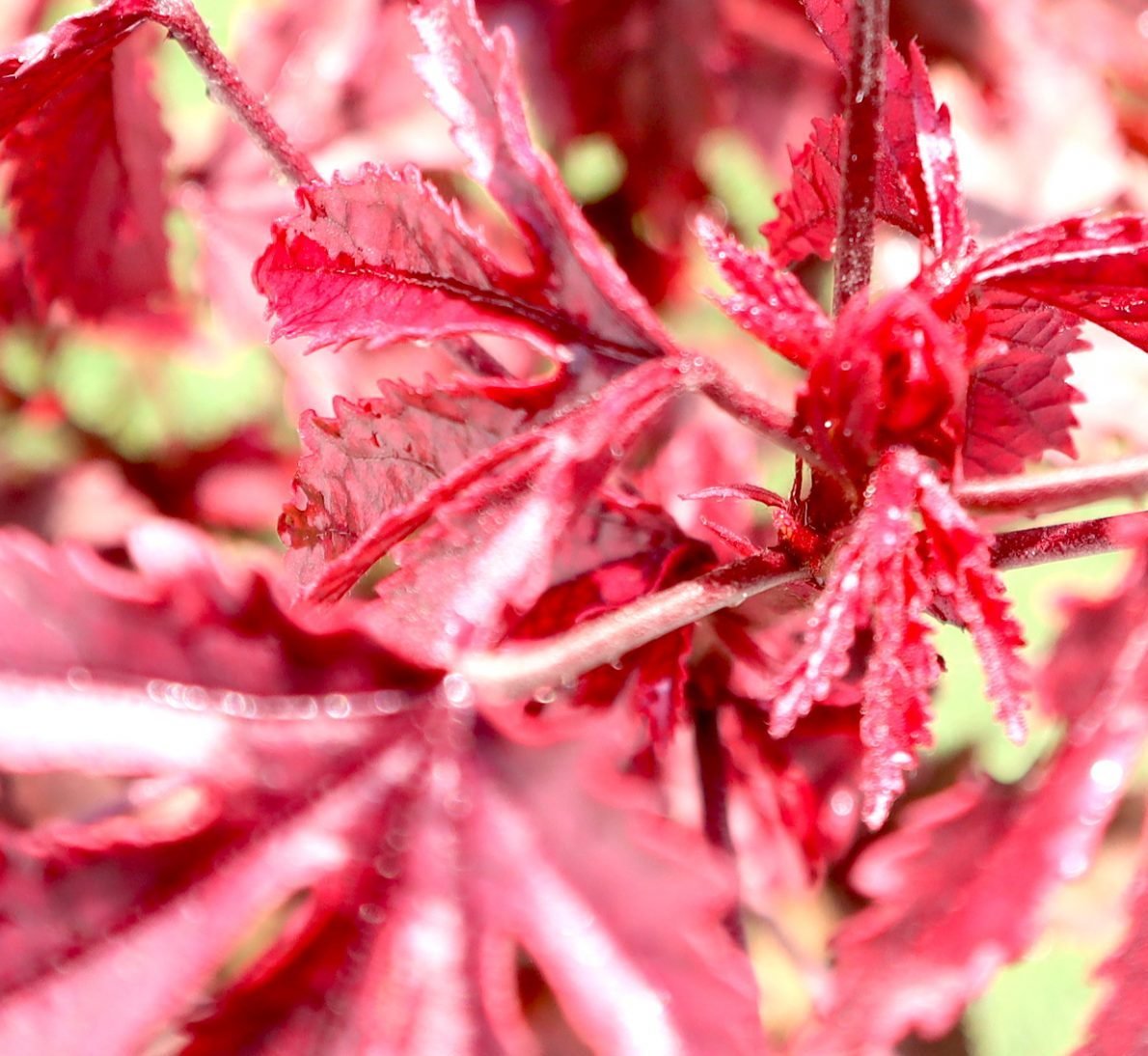 Cranberry Hibiscus acetosella | Red Leaved Hibiscus 0.4 - 0.5m - Greensouq -