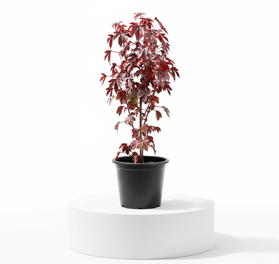 Cranberry Hibiscus acetosella | Red Leaved Hibiscus 0.4 - 0.5m - Greensouq -