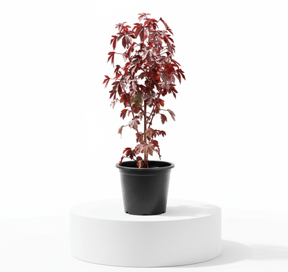 Cranberry Hibiscus acetosella | Red Leaved Hibiscus 0.4 - 0.5m - Greensouq -