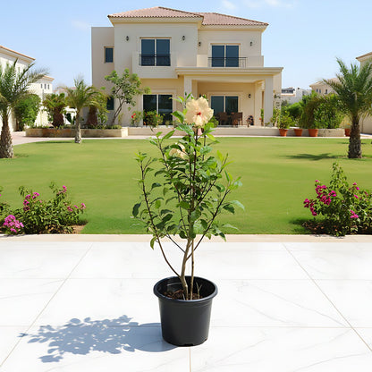 Cream Plant Hibiscus Rosa Sinensis "Cream" 0.5 - 0.6m - Greensouq -