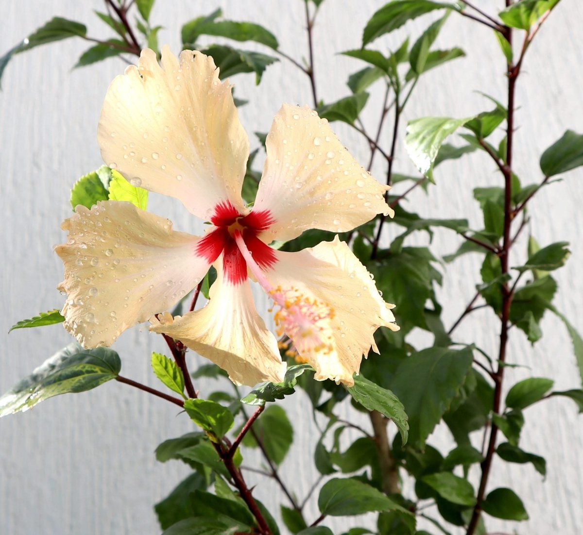 Cream Plant Hibiscus Rosa Sinensis "Cream" 0.5 - 0.6m - Greensouq -