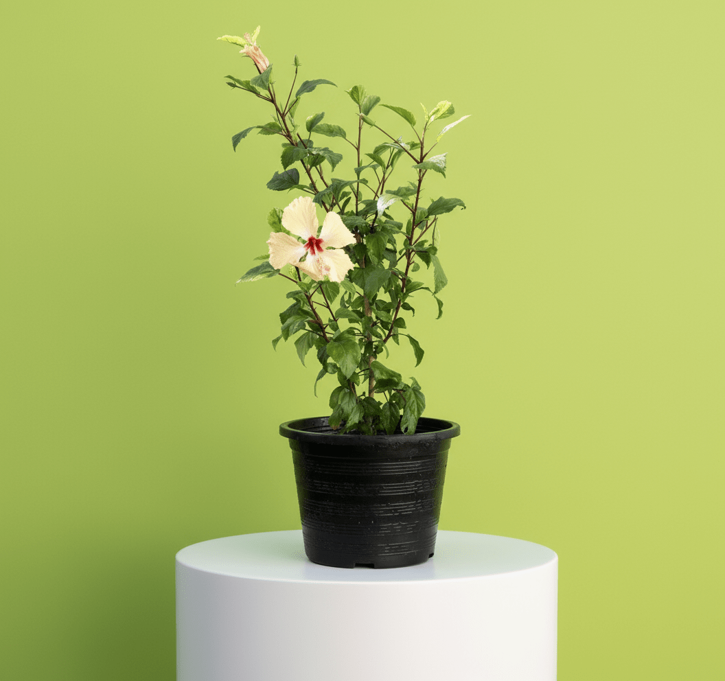 Cream Plant Hibiscus Rosa Sinensis "Cream" 0.5 - 0.6m - Greensouq -