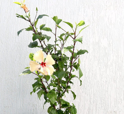 Cream Plant Hibiscus Rosa Sinensis "Cream" 0.5 - 0.6m - Greensouq -