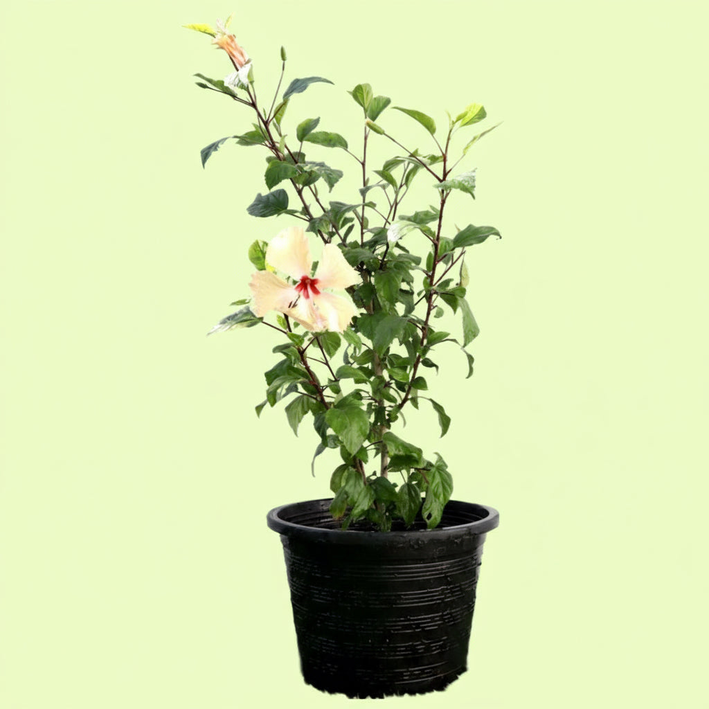 Cream Plant Hibiscus Rosa Sinensis "Cream" 0.5 - 0.6m - Greensouq -