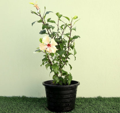 Cream Plant Hibiscus Rosa Sinensis "Cream" 0.5 - 0.6m - Greensouq -