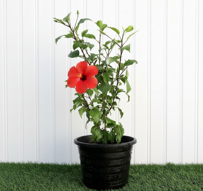 Hibiscus rosa sinensis Red - Greensouq -
