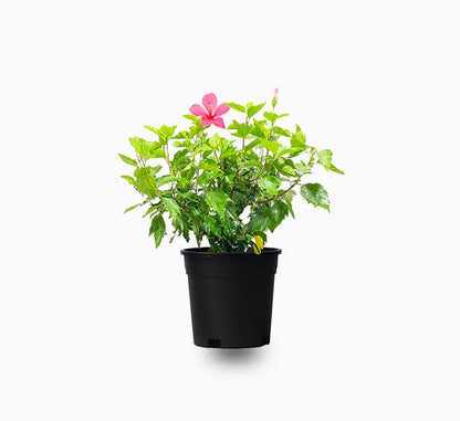 Hibiscus rosa sinensis Red - Greensouq - 