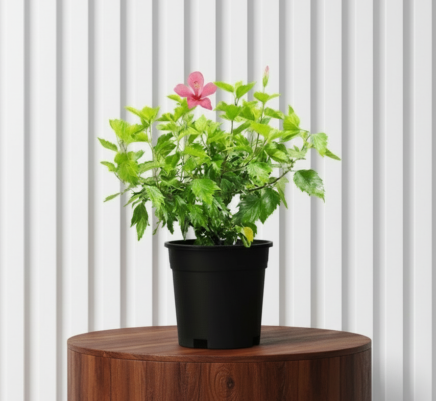 Hibiscus rosa sinensis Red - Greensouq - 