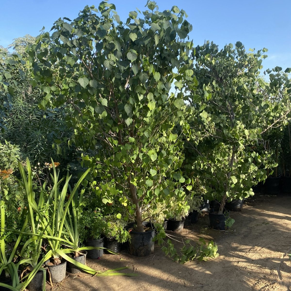 Hibiscus Tiliaceus "Beach Hibiscus" - Greensouq - 