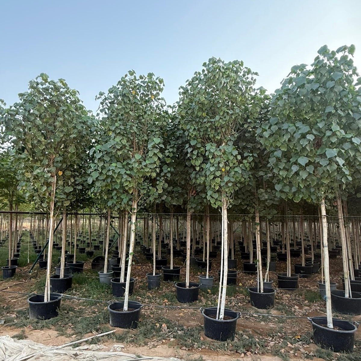 Hibiscus Tiliaceus "Beach Hibiscus" - Greensouq - 