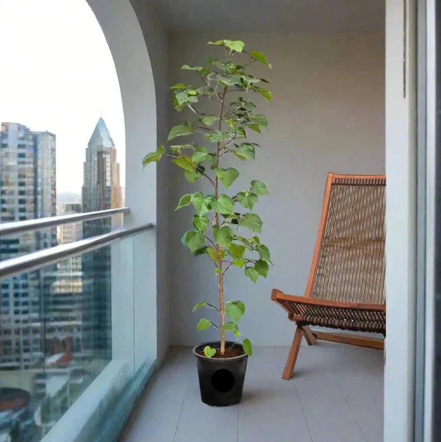Hibiscus Tiliaceus "Beach Hibiscus" - Greensouq - 