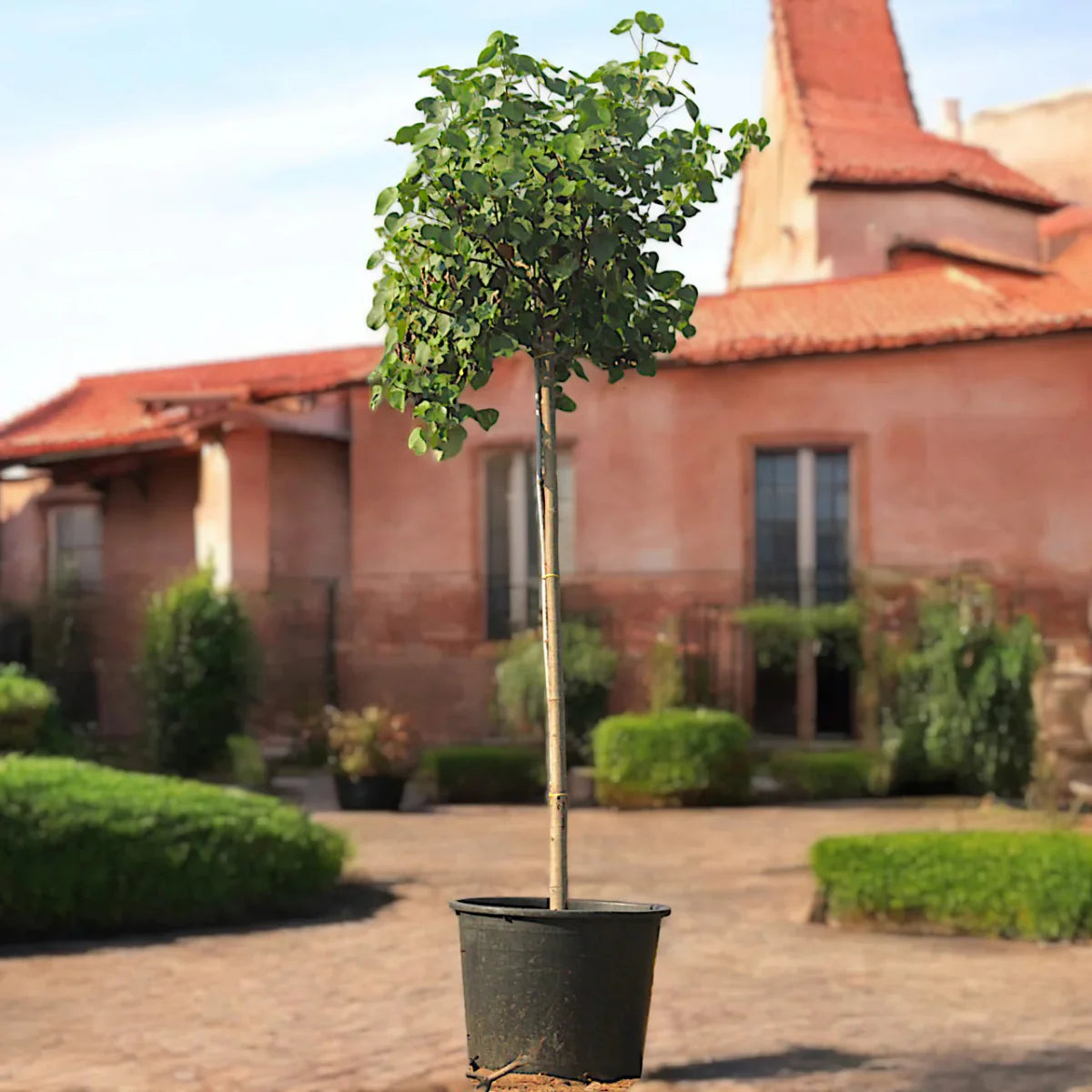 Hibiscus Tiliaceus "Beach Hibiscus" - Greensouq - 