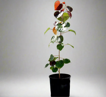 Hibiscus tiliaceus Rubra "Red Beach Hibiscus" 0.8 - 1.0m - Greensouq - 