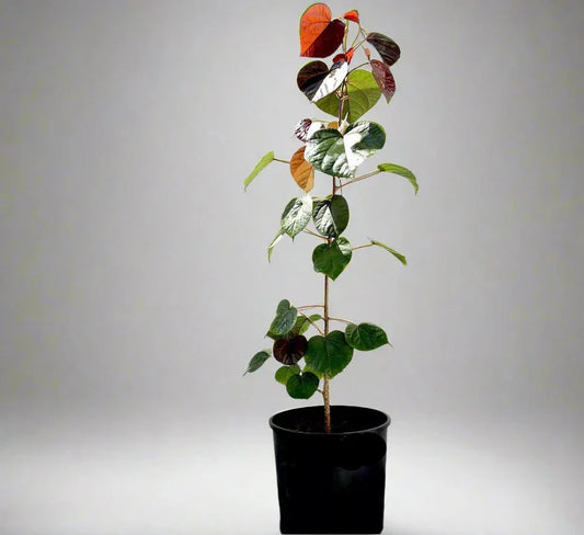Hibiscus tiliaceus Rubra "Red Beach Hibiscus" 0.8 - 1.0m - Greensouq - 