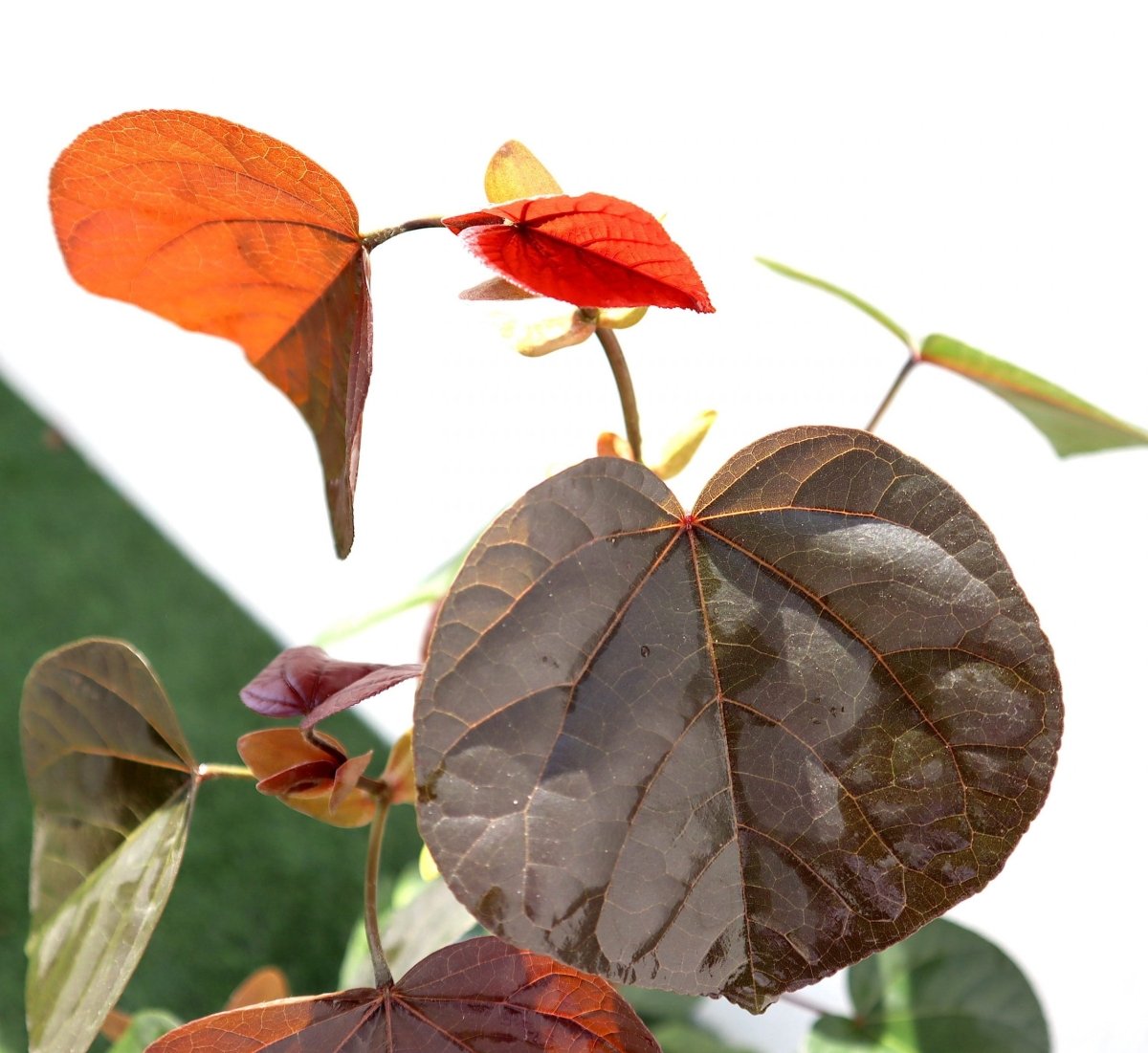 Hibiscus tiliaceus Rubra "Red Beach Hibiscus" 0.8 - 1.0m - Greensouq - 
