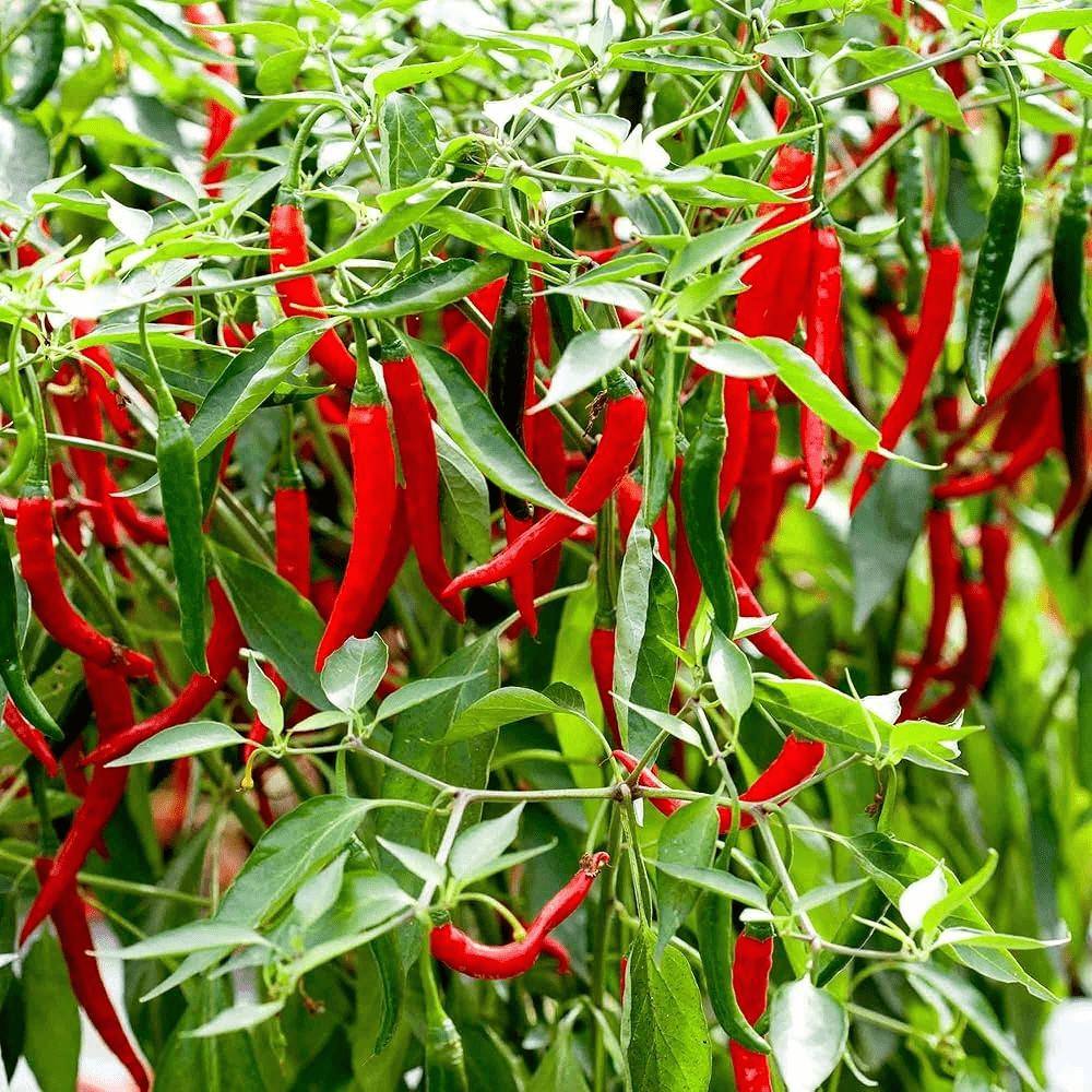 Hot Chili Plant - Greensouq - 
