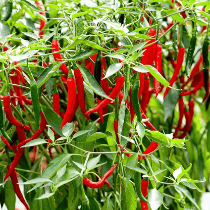 Hot Chili Plant - Greensouq - 
