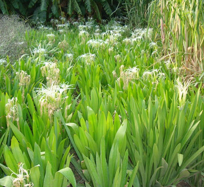 Hymenocallis littoralis or Spider Lilly - Greensouq - 